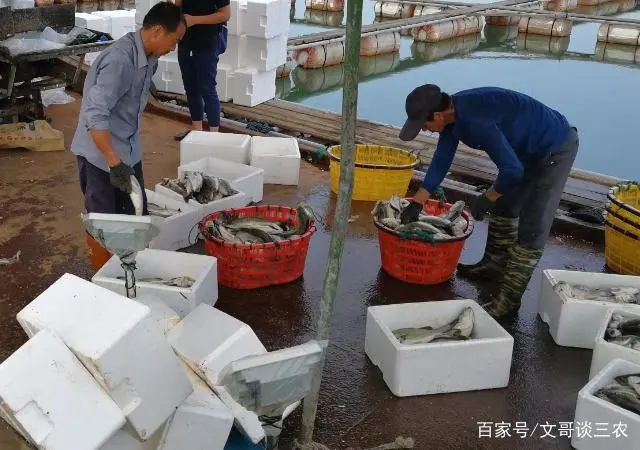 海鲈鱼养殖成本与利润_海鲈鱼养殖技术_鲈鱼海水养殖