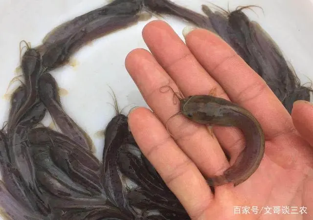 海鲈鱼养殖成本与利润_海鲈鱼养殖技术_鲈鱼海水养殖