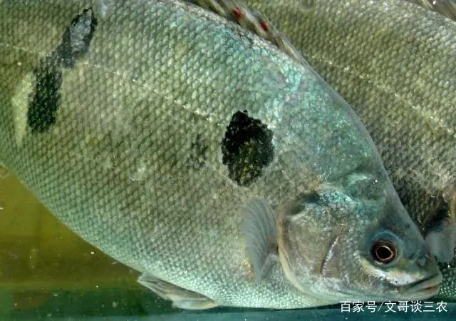 海鲈鱼养殖成本与利润_海鲈鱼养殖技术_鲈鱼海水养殖