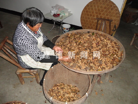 寿昌镇金桥村：山茶籽里的“致富经”