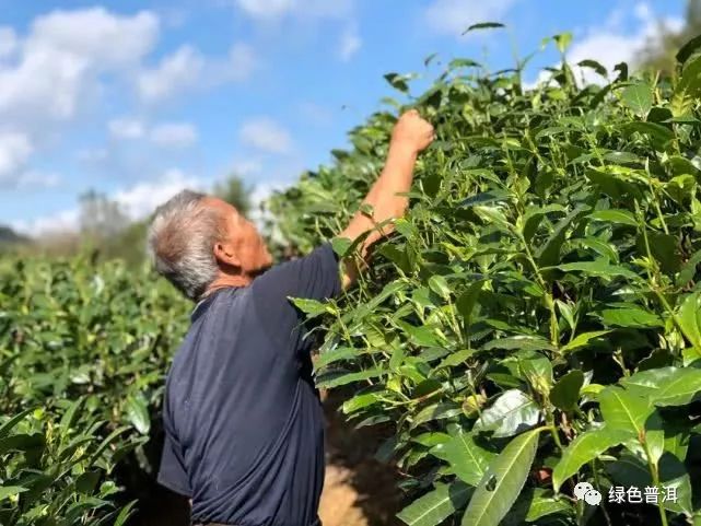 茶叶怎么种植致富_致富茶叶种植方法_致富茶叶种植技术视频