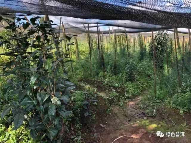 茶叶怎么种植致富_致富茶叶种植方法_致富茶叶种植技术视频