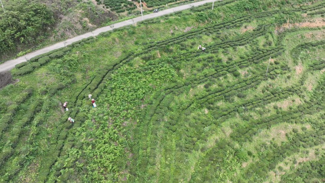 “一叶”富“一业”！漫山茶飘香 茶农采制忙
