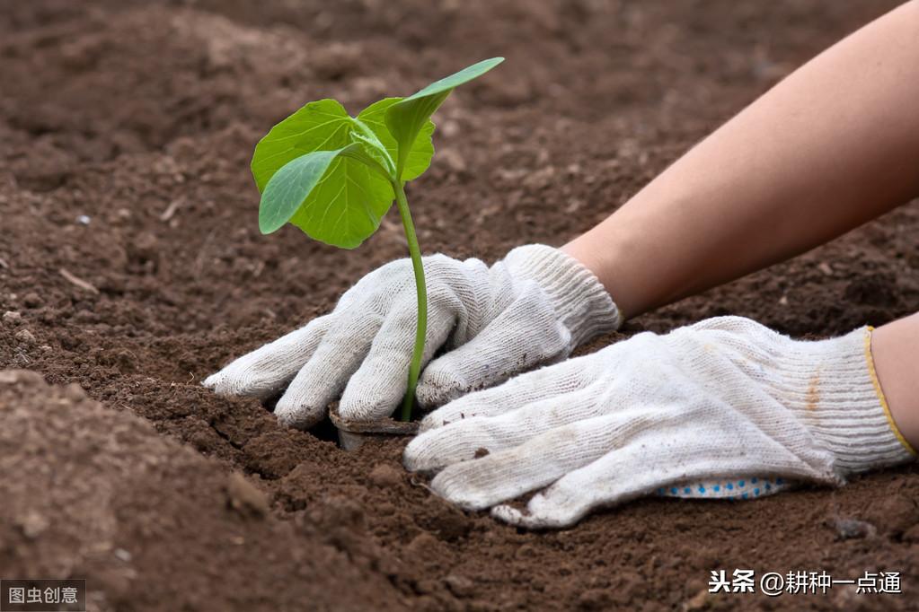 南瓜秋季种植技术视频_南瓜秋季种植技术要点_南瓜秋季种植技术