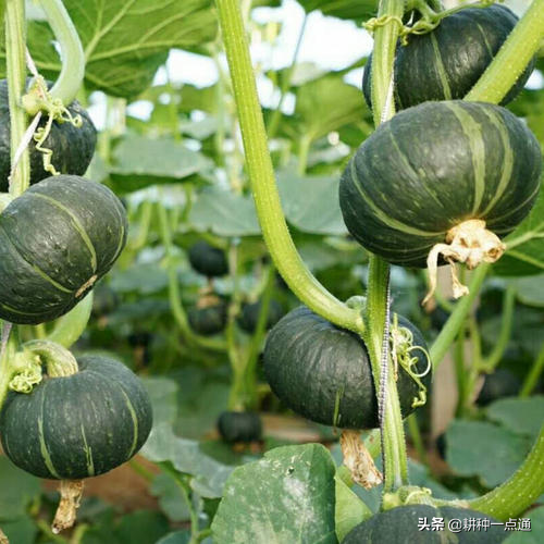 南瓜秋季种植技术视频_南瓜秋季种植技术要点_南瓜秋季种植技术