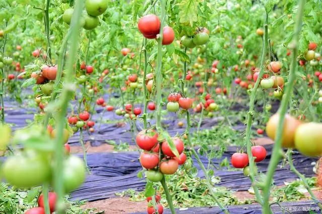 种植蔬莱致富_致富经种蔬菜_致富经蔬菜种植视频