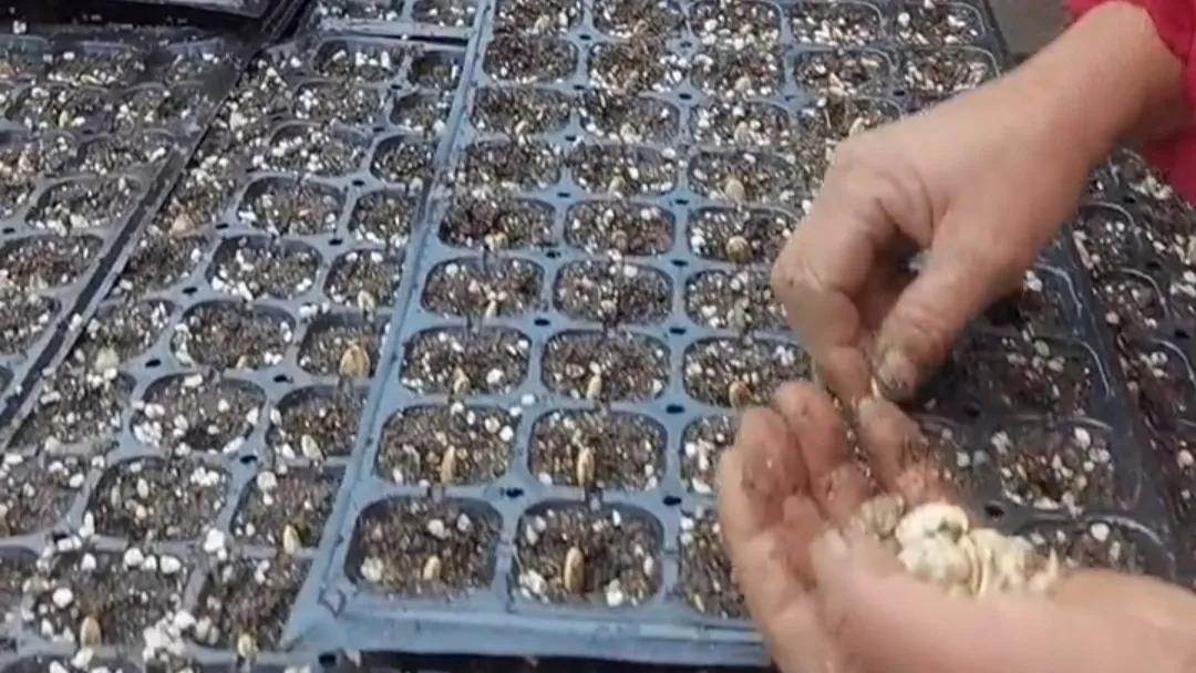 南瓜秋季种植技术视频_南瓜秋季种植时间和方法_南瓜秋季种植技术