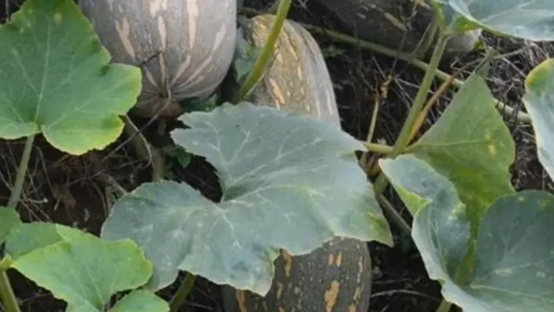 南瓜秋季种植技术_南瓜秋季种植技术视频_南瓜秋季种植时间和方法