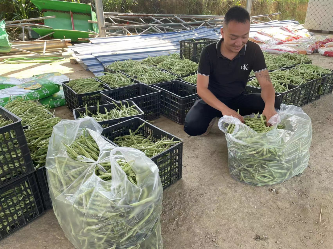 致富经蔬菜种植视频_致富经种蔬菜种出千万财富_种植蔬莱致富