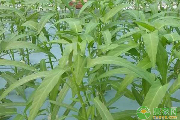 空心菜怎么种？掌握这几招，空心菜长的又旺又好！-图片版权归惠农网所有
