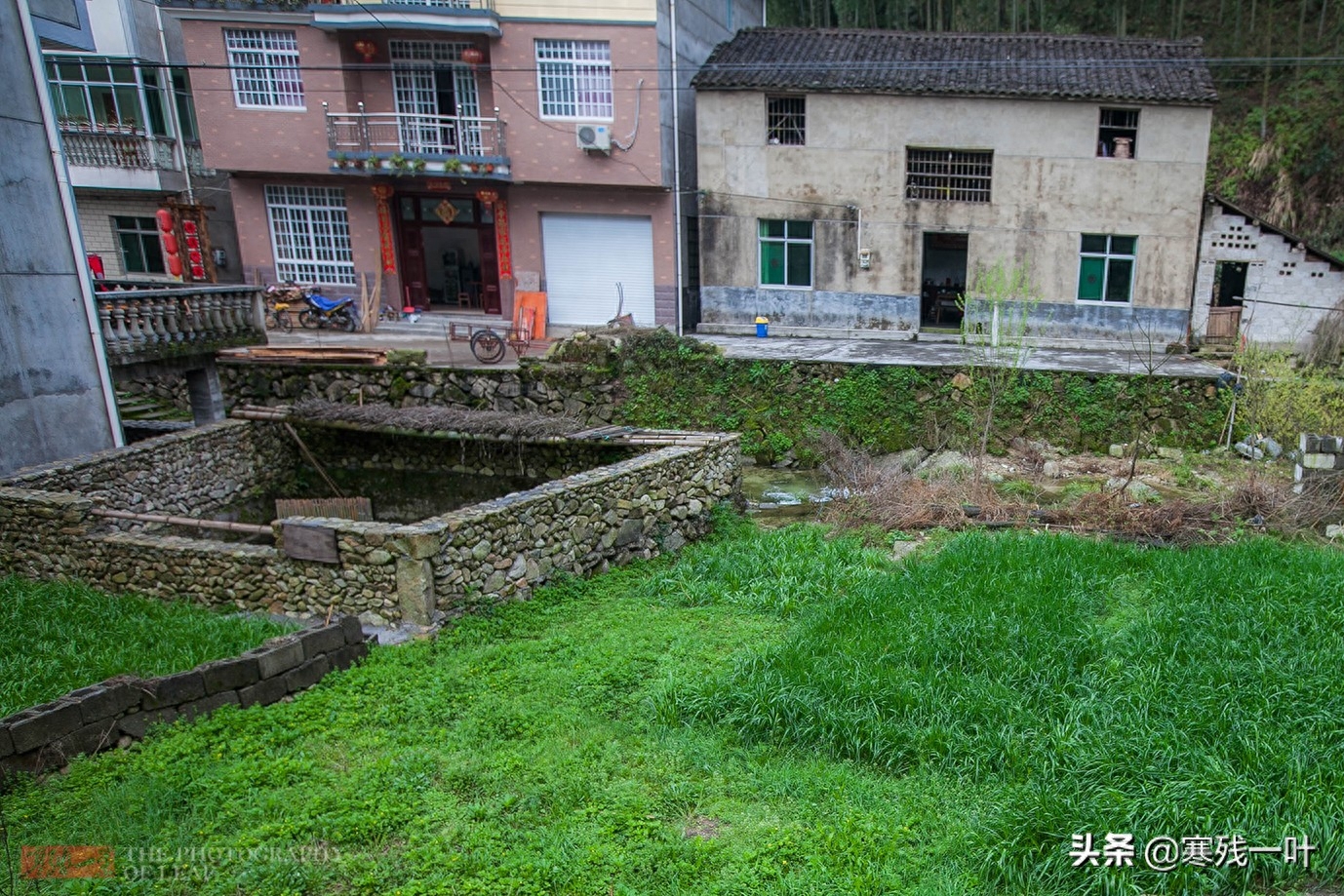 浙江27户人家的小山村，传承600年古法养鱼，将草鱼养到100元一斤