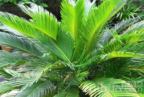 如何种植铁树_铁树的种植技术_种植铁树技术视频