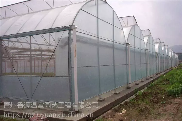 东北大棚蓝莓种植技术_温室大棚蓝莓种植_大棚东北种植技术蓝莓视频