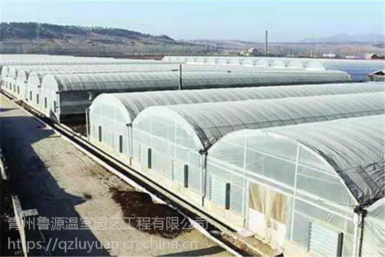 东北大棚蓝莓种植技术_温室大棚蓝莓种植_大棚东北种植技术蓝莓视频