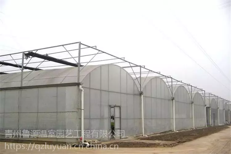 东北大棚蓝莓种植技术_大棚东北种植技术蓝莓视频_温室大棚蓝莓种植