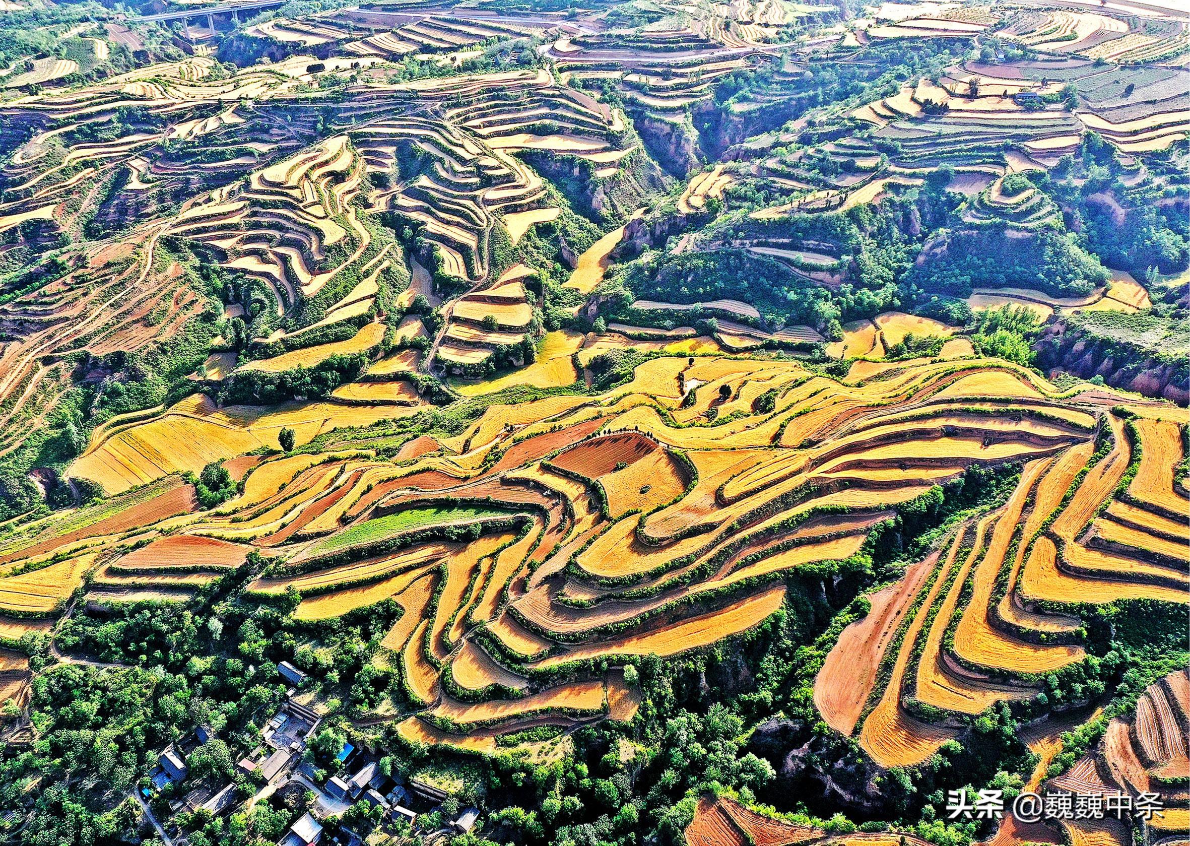 晋南6旬“傻大叔”种树种草，养200头“野货”不吃饲料，年赚50万