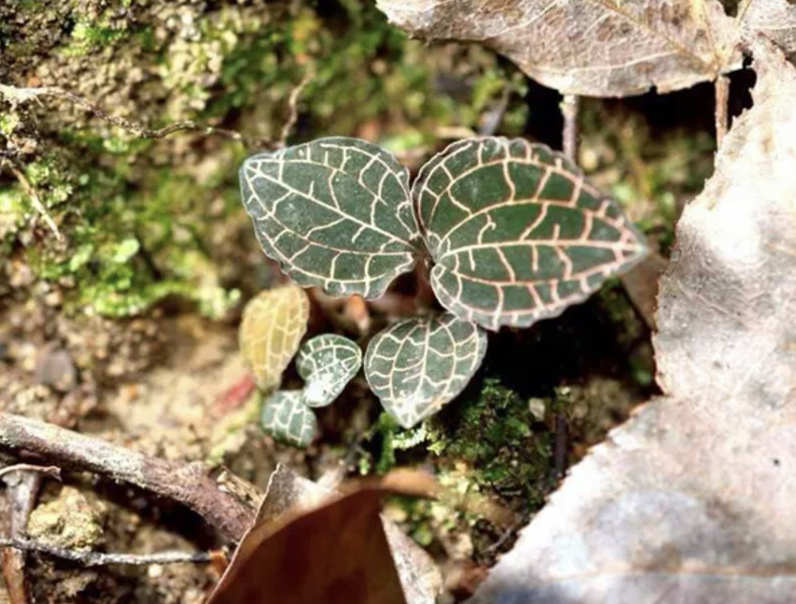 淡竹叶种植技术_淡竹叶养护_淡竹叶的栽培技术