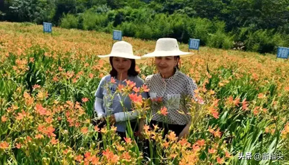 澧县王家厂镇：小小中草药 大大“致富方”