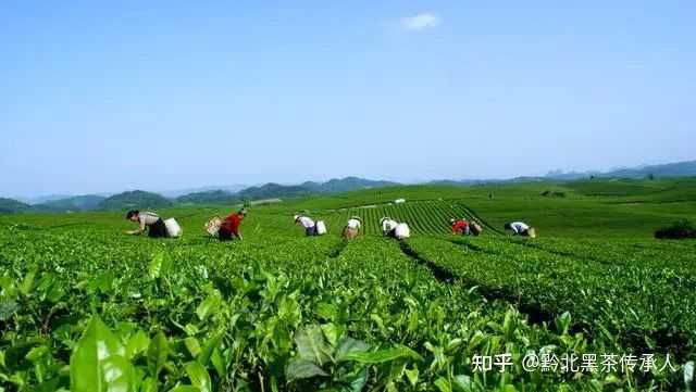 茶叶怎么种植致富_致富茶叶种植技术视频_致富茶叶种植视频