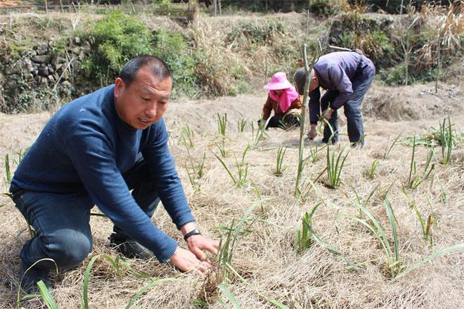 安庆市岳西县田头乡：抢抓时节种药材