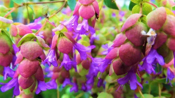淡竹叶种植技术_淡竹叶养护_淡竹叶的种子