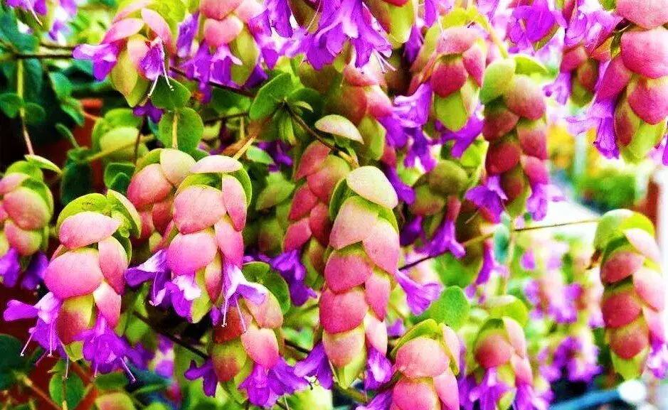 淡竹叶养护_淡竹叶种植技术_淡竹叶的种子