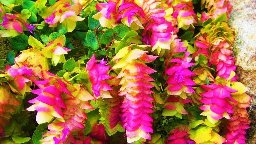 淡竹叶的种子_淡竹叶种植技术_淡竹叶养护
