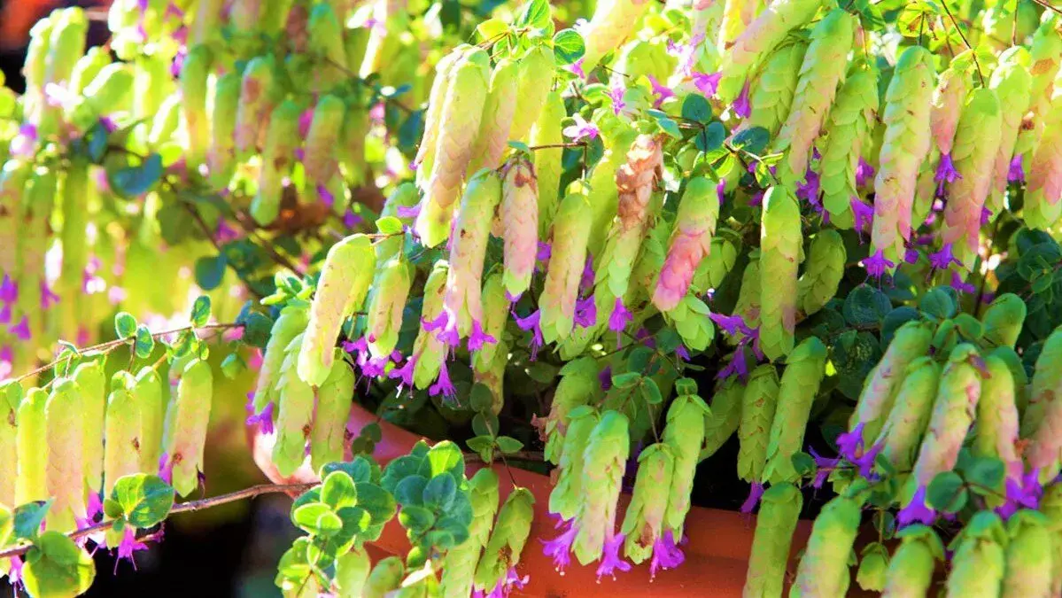 淡竹叶种植技术_淡竹叶的种子_淡竹叶养护