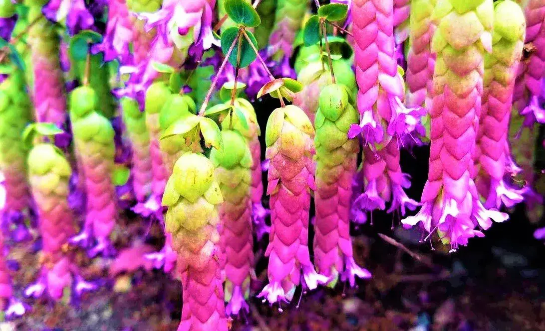 淡竹叶种植技术_淡竹叶养护_淡竹叶的种子