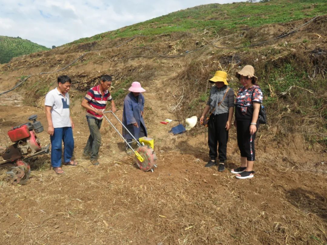 农村旱地种植什么最赚钱_旱地种植致富_致富种植旱地视频