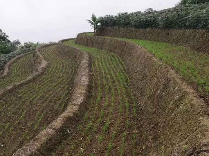 农村旱地种植什么最赚钱_致富种植旱地视频_旱地种植致富