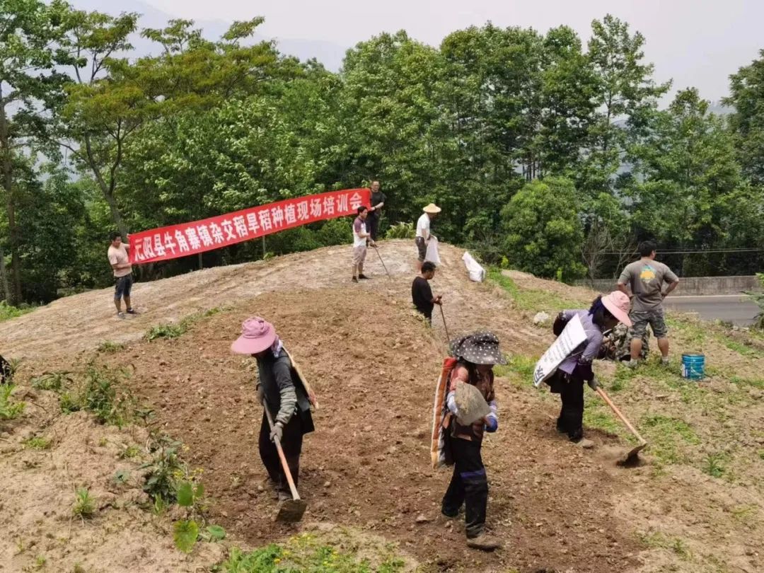 致富种植旱地视频_旱地种植致富_农村旱地种植什么最赚钱