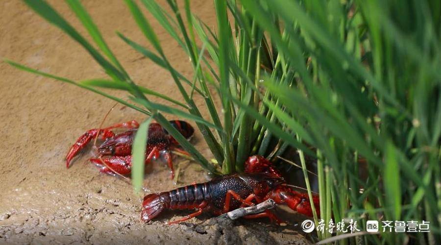 龙虾养殖的图片_龙虾养殖技术指导视频_小龙虾养殖技术图片