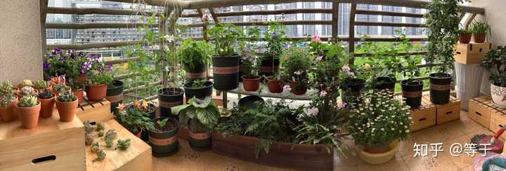 白晶菊种植技术_白晶菊种植方法全过程_白晶菊种植方法视频