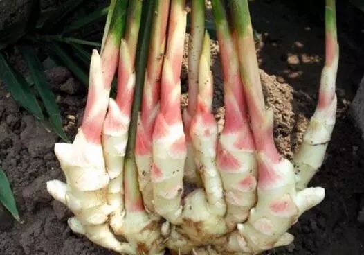 最新生姜种植技术视频_三农视频生姜种植_生姜种植视频播放