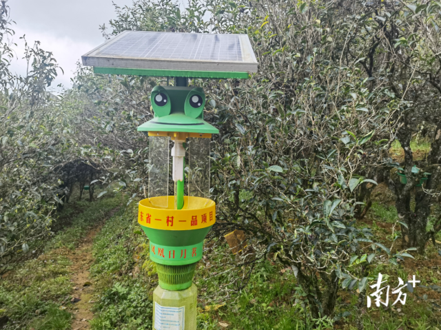 现代茶叶种植技术是什么_茶叶种植现代技术是指什么_茶叶种植前景如何