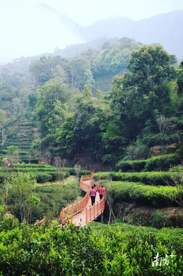 茶叶种植前景如何_茶叶种植现代技术是指什么_现代茶叶种植技术是什么