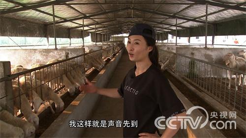 流言缠身的女孩回村养羊