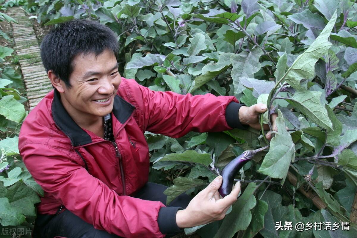 蔬菜种植需要哪些工具_种植蔬菜可以采用哪些技术_用于蔬菜栽培的设施类型有哪些