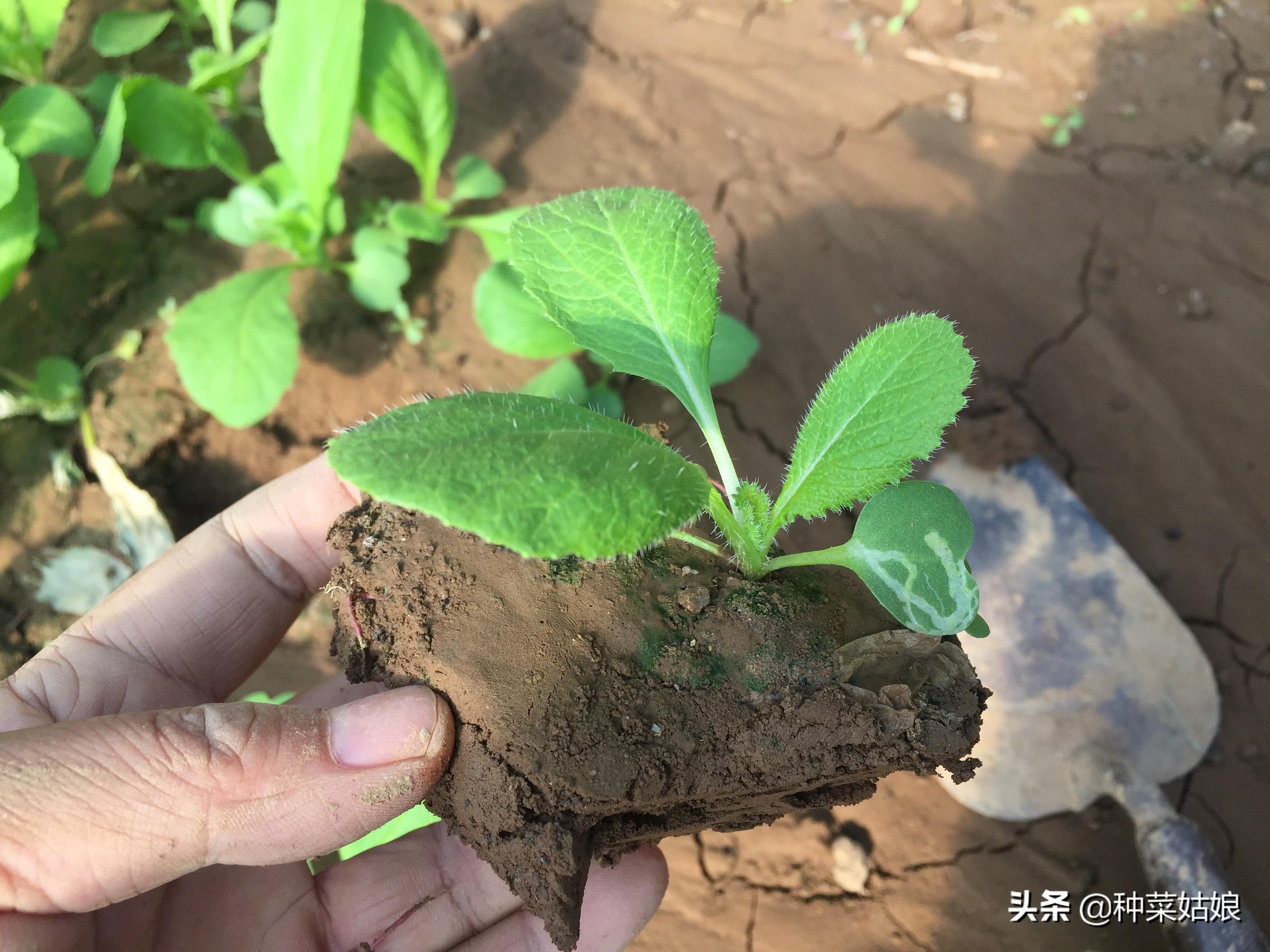 大棚种大白菜种植技术_大棚大白菜种植技术与管理_白菜大棚种植的好处
