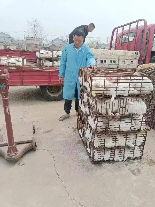 江苏徐州养殖基地_江苏徐州养殖骗局_徐州养殖致富项目