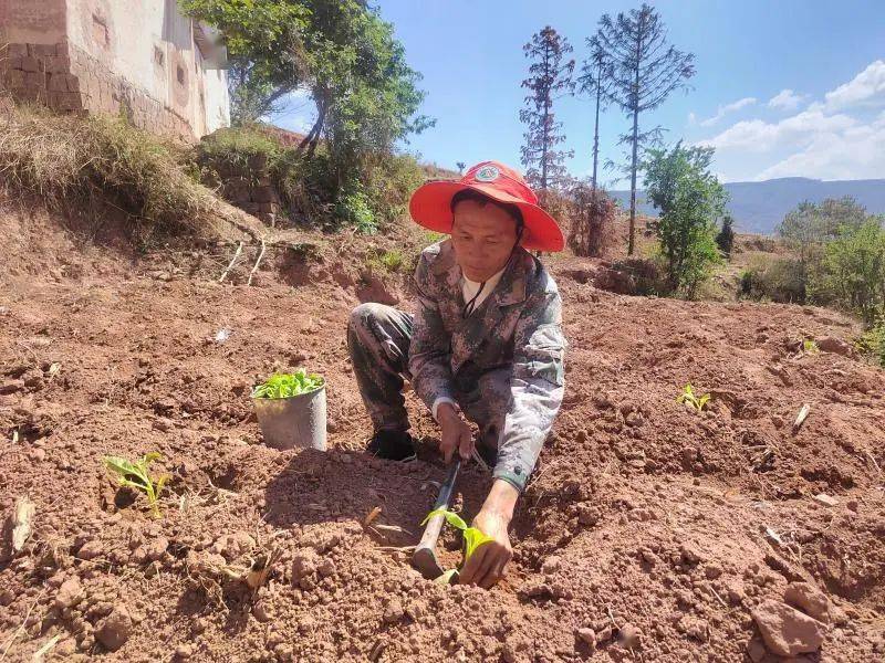 致富养殖烟叶项目招标_种植烟叶利润_烟叶养殖致富项目