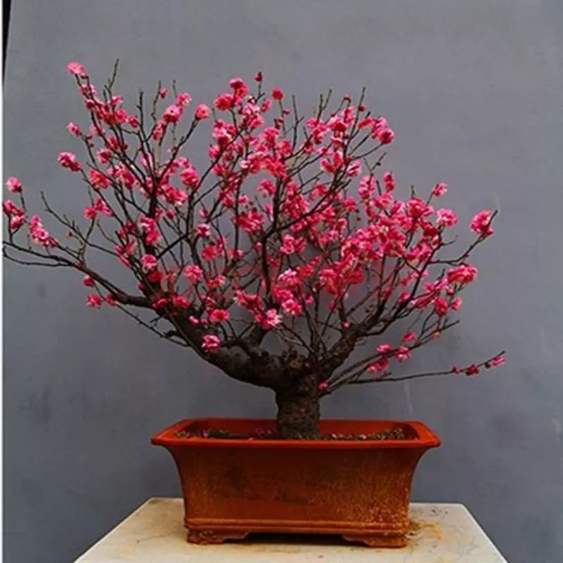 梅花种植技术视频大全_梅花栽培技术视频教程_梅花种植技术