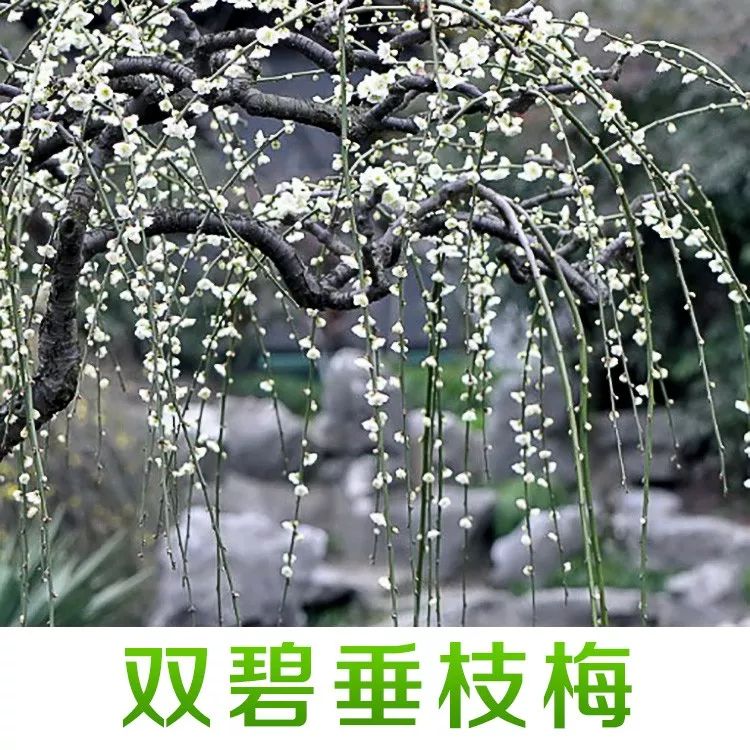 梅花栽培技术视频教程_梅花种植技术_梅花种植技术视频大全