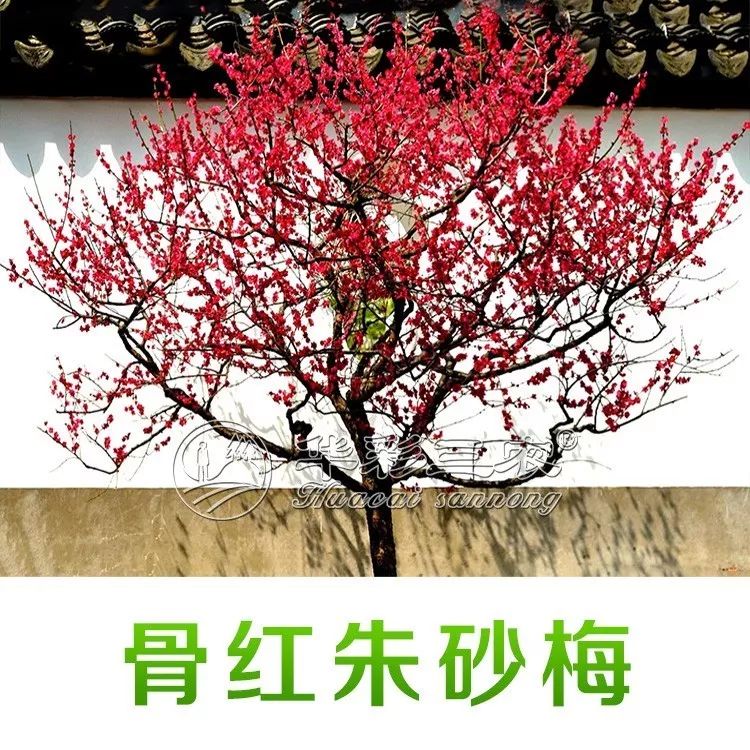 梅花栽培技术视频教程_梅花种植技术_梅花种植技术视频大全