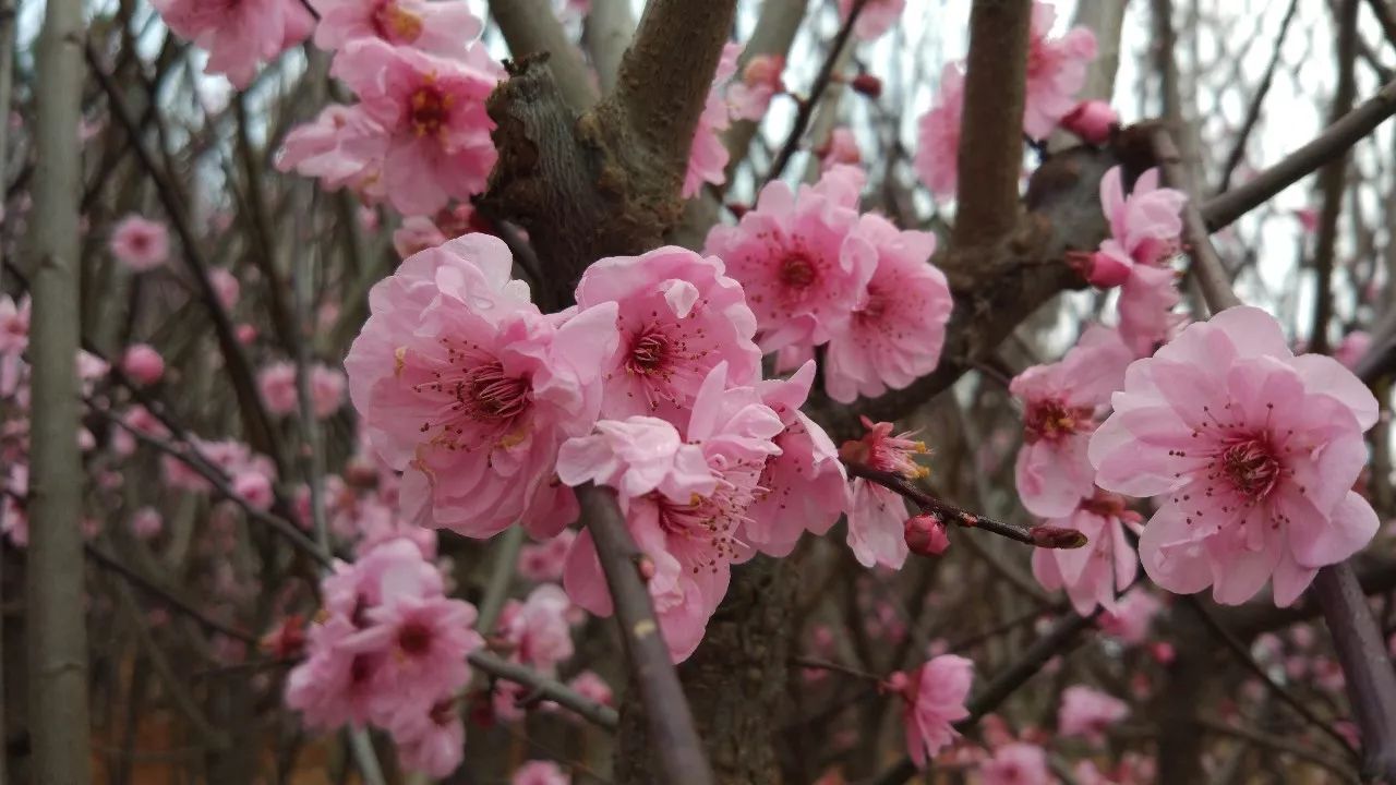 梅花栽培技术视频教程_梅花种植技术_梅花种植技术视频大全