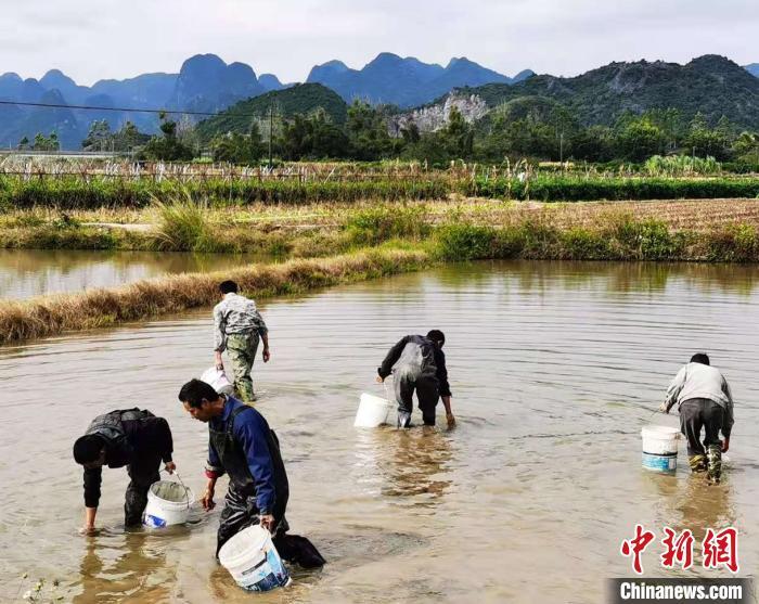 致富经螺蛳养殖视频_致富经湖南螺蛳_湖南种植石菖蒲致富