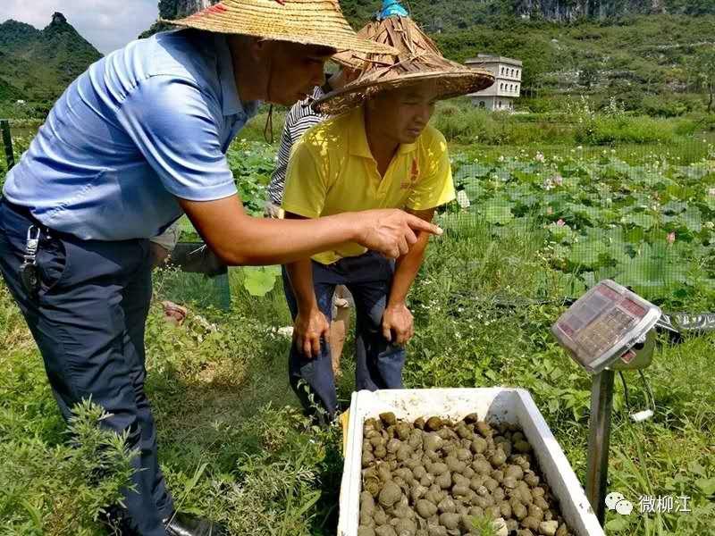 昆明螺蛳湾和新螺蛳湾_湖南养蛇致富视频全集_致富经湖南螺蛳