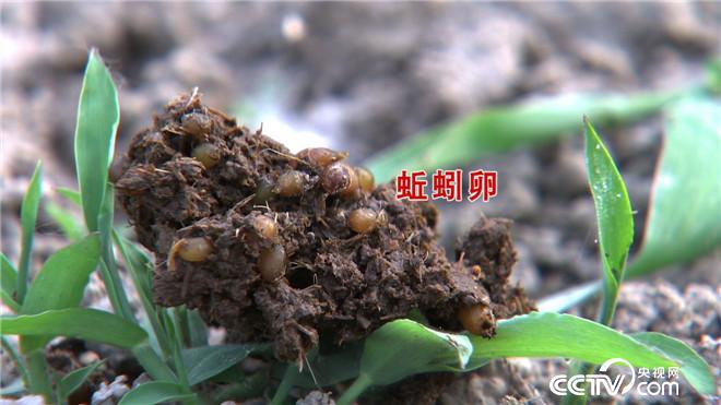 致富经：意想不到的蚯蚓财富