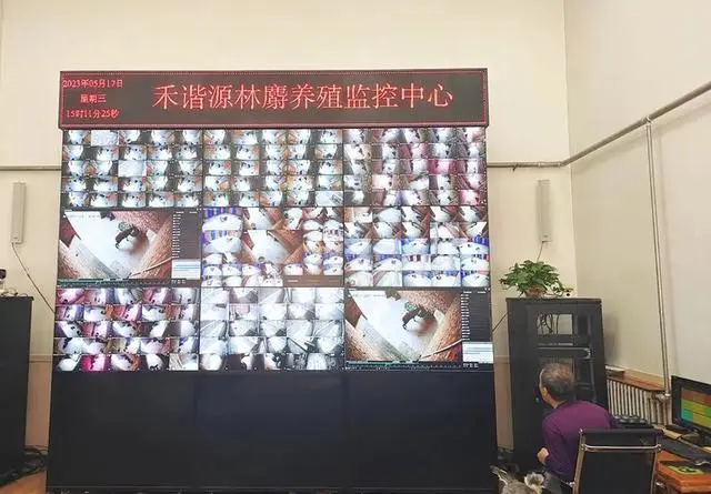 养殖林麝赚钱吗_致富经林麝养殖视频_林麝养殖致富